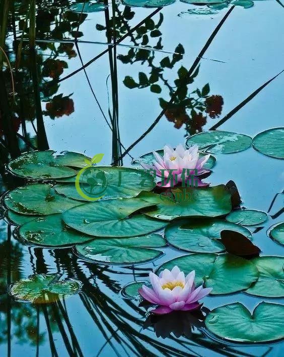 河道（dào）治理：水生（shēng）植物的（de）選擇與（yǔ）種植(圖7)