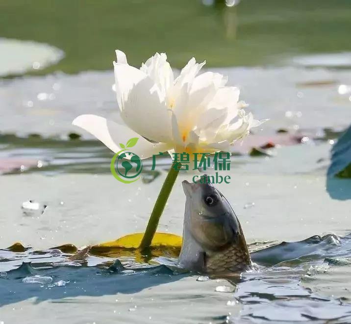 河道治理（lǐ）：水生植物的（de）選擇與種植(圖1)