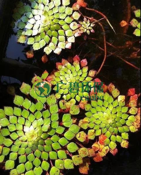 河道治理：水生植物的（de）選擇與（yǔ）種植(圖2)