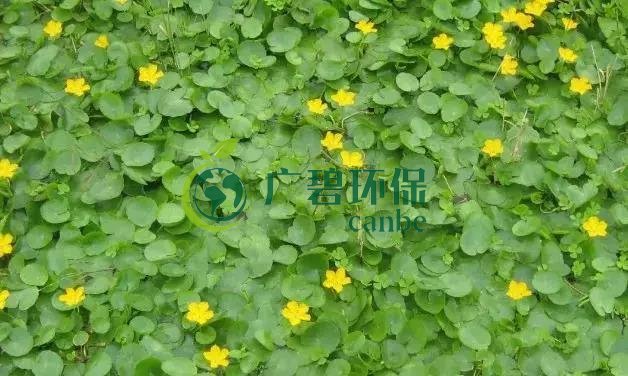 河道治理：水生植（zhí）物的選（xuǎn）擇與種植(圖3)
