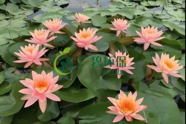 河道治理：水生植物（wù）的選擇與（yǔ）種植（zhí）(圖（tú）5)