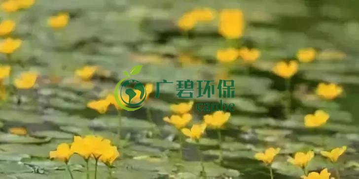 河（hé）道治理：水生植物（wù）的選擇與種植(圖6)